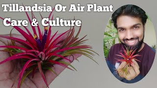 Tillandsia Air Plant Care Guide  How To Pollinate BloomsWatering  Nandanam Exotics  Nirmal Kumar [upl. by Isacco]