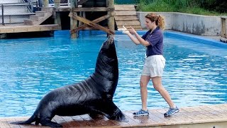 Funny Smart Cute Sea Lion Show [upl. by Clower]