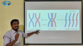 PACHYTENE PROPHASE 1  TAMIL  MEIOSIS  CELL CYCLE AND CELL DIVISION  STD 11 [upl. by Yortal]