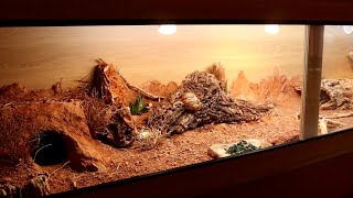 BEARDED DRAGON SETUP AND CARE [upl. by Aihset172]