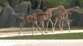 Forte affluence pour la réouverture du Zoo de Vincennes [upl. by Irec520]