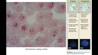 Tour of the Whitefish Blastula Slide [upl. by Netnerb]