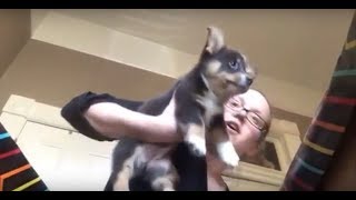 Husband Surprises Wife With Corgi Puppy [upl. by Winthrop]