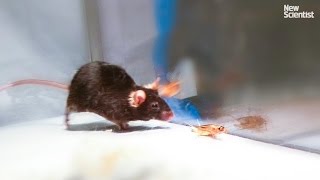 Mice made to kill using mind control lasers [upl. by Photina794]