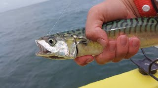 Pesca allo SGOMBRO dalla BARCA in alto ADRIATICO [upl. by Mikkanen]