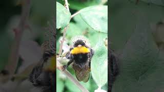 Bombus terrestris Foraging Rubus fruticosus insects 🐝 [upl. by Carlock]