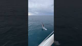 Spinner Dolphins Greet and Entertain Observers [upl. by Smart]