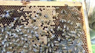 Checking bee boxes for emergency queen cell development [upl. by Ahsiekyt]