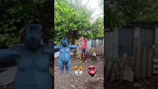 Head to dame tu cosita dog dancing video trendingshorts shorts funnyshorts comedyvideos [upl. by Adalheid]