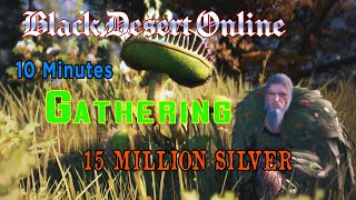 BDO Gathering Location Insectivore Plant Powder 15M silver in 10 minutes only 31 Energy used [upl. by Erich]