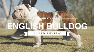 ENGLISH BULLDOG BREED REVIEW [upl. by Anay302]