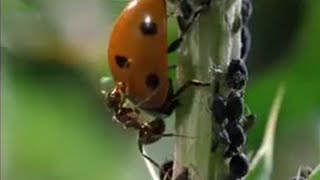 Crazy Ant Farmers  Weird Nature  BBC Studios [upl. by Anirb]