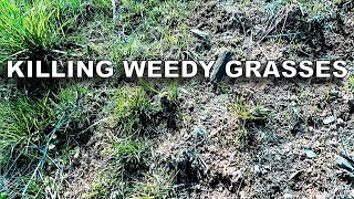 Mesotrione Spot Spray ― Killing the Weedy GrassesBroadleaves [upl. by Ergener]