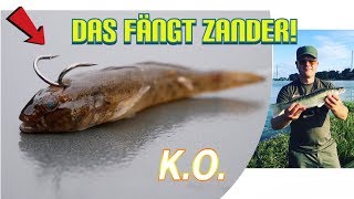 Zander angeln am Rhein Tips amp Tricks auf Köderfisch [upl. by Weiss]