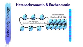 Heterochromatin amp Euchromatin  Molecular Basis of Inheritance  Biology Class 12NEET [upl. by Ashman]