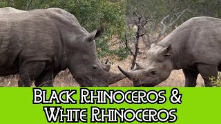 Black Rhinoceros amp White Rhinoceros  The Differences [upl. by Els]