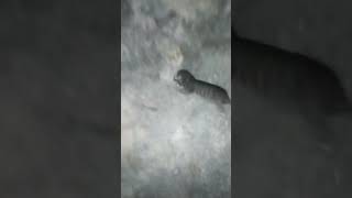 New born kittens Blacky kittens vid [upl. by Bridie]