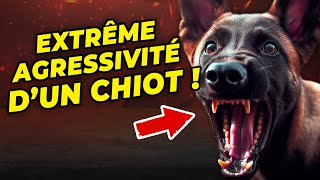 Lextrême agressivité dun chiot [upl. by Tehr]