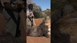 Ostrich will Rip you Open Hunting Ostrich [upl. by Zemaj]