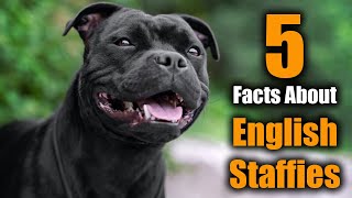 5 Facts About Staffordshire Bull Terriers [upl. by Esilanna]