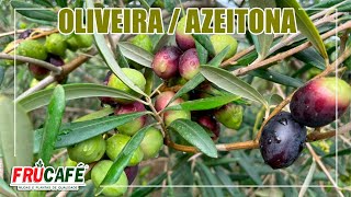 É Possível Produzir OliveiraAzeitona no Brasil [upl. by Ahsinam291]