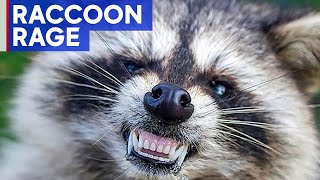 Raccoon attacks people charges at police in New Jersey [upl. by Noreg]