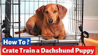 How do you Crate Train a Dachshund Puppy  Dachshund Training [upl. by Mimi]