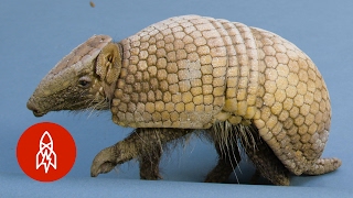 Full Body Armor Cant Protect this Armadillo from Humans [upl. by Nagad]