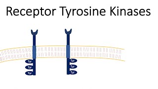 Receptor Tyrosine Kinases  RTK [upl. by Akinod284]