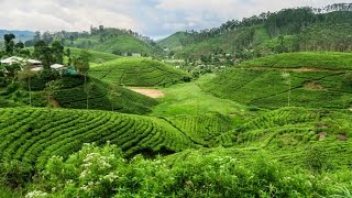 Exploring Sri Lankas Tea Plantations [upl. by Basil442]