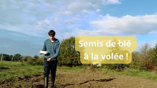 Le semis de Blé à la volée [upl. by Lear625]