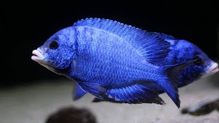 Placidochromis phenochilus quotMdokaquot [upl. by Oberstone]