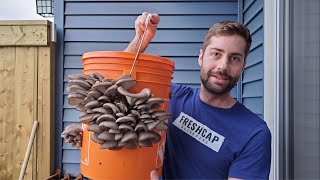 Grow Mushrooms at Home In A 5 Gallon Bucket Easy  No Sterilization [upl. by Stannwood]