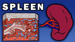 SPLEEN ANATOMY [upl. by Ettenyl]