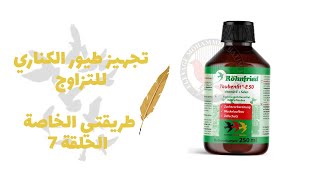 تجهيز طيور الكناري للتزاوج طريقتي الخاصة الحلقة رقم PREPARATION DES CANARIS POUR LA REPRODUCTION T [upl. by Tallia]