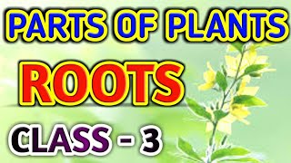 Parts Of Plants  Class 3 SCIENCE [upl. by Jdavie]