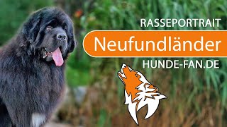 ► Neufundländer 2019 Rasse Aussehen amp Charakter [upl. by Yellhsa]