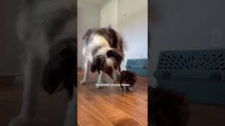 Dog Becomes Mama To A Litter Of Tiny Rescue Kittens  The Dodo [upl. by Oderf]