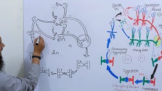 How to draw life cycle of Rhizopus  How to draw life cycle of Zygomycota [upl. by Anelhtac]