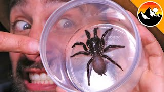 Milking the Worlds Most Venomous Spider [upl. by Ardiek]