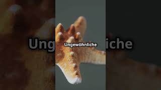 Unglaubliche Fakten über Seesterne die du nicht kanntest factsofnature tiere seesterne [upl. by Ardnaet]