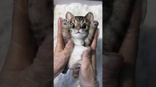 cats sticky toy cast in foam shortsvideo [upl. by Kylstra]