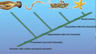 Constructing a Cladogram [upl. by Eellek]