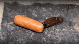 Slug vs Sausage Time Lapse [upl. by Addam]