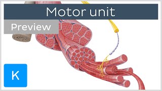 Motor unit motor neurons and skeletal muscle fibers preview  Human Histology  Kenhub [upl. by Seraphim]