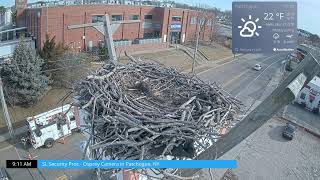 Patchogue NY Osprey Camera [upl. by Agon]