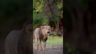 Roar of Asiatic Lion 🦁 Happy World Lion day  10th August girnationalpark wildlife asiaticlion [upl. by Frendel]