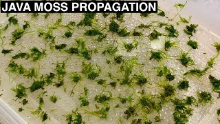 How to Propagate Java Moss  Improved Experiment Setup [upl. by Yreffoeg122]