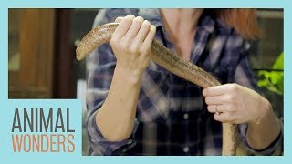 Holding A Legless Lizard [upl. by Perlie]