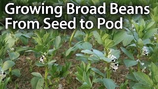 How to Grow Broad Beans for Maximum Production Fava Beans [upl. by Adlare]